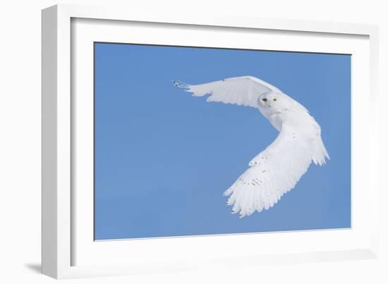 Hunting Snowy Owl-Mircea Costina-Framed Giclee Print