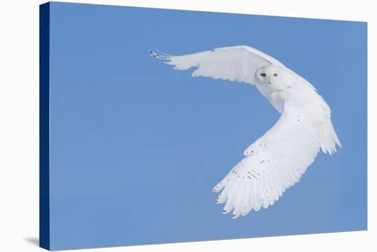 Hunting Snowy Owl-Mircea Costina-Stretched Canvas