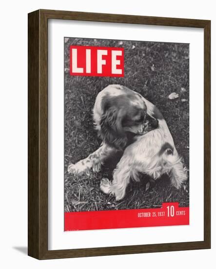Hunting Spaniel in Poughkeepsie, NY, October 25, 1937-Alfred Eisenstaedt-Framed Photographic Print
