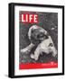 Hunting Spaniel in Poughkeepsie, NY, October 25, 1937-Alfred Eisenstaedt-Framed Photographic Print