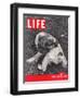 Hunting Spaniel in Poughkeepsie, NY, October 25, 1937-Alfred Eisenstaedt-Framed Photographic Print