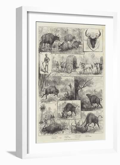 Hunting the Gaour or Indian Bison-null-Framed Giclee Print