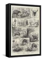 Hunting the Gaour or Indian Bison-null-Framed Stretched Canvas