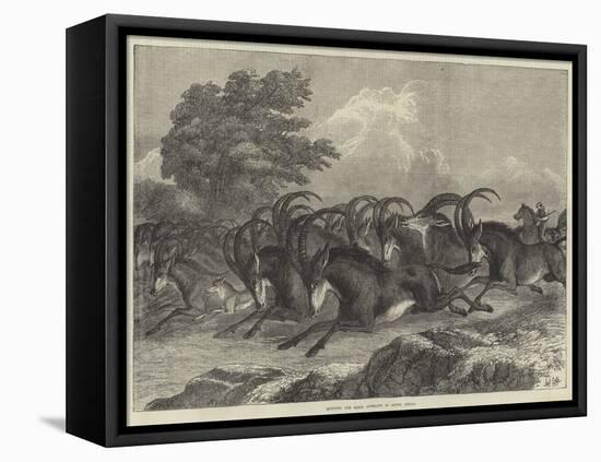 Hunting the Sable Antelope in South Africa-Samuel John Carter-Framed Stretched Canvas