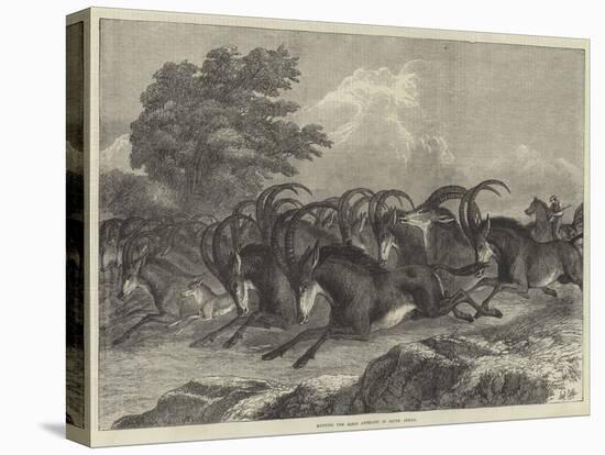 Hunting the Sable Antelope in South Africa-Samuel John Carter-Stretched Canvas