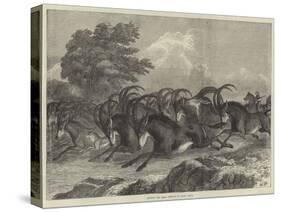 Hunting the Sable Antelope in South Africa-Samuel John Carter-Stretched Canvas