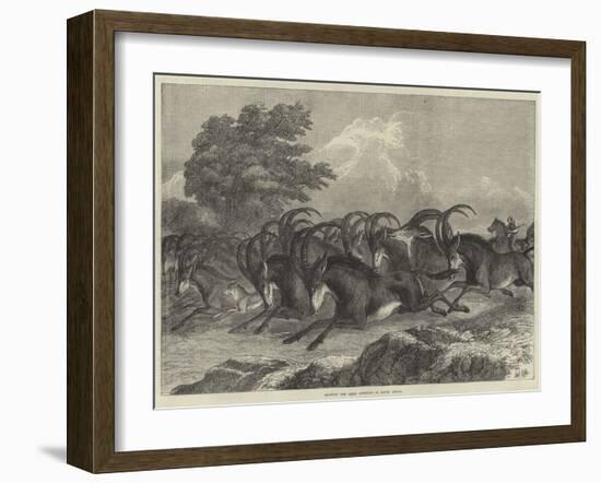 Hunting the Sable Antelope in South Africa-Samuel John Carter-Framed Giclee Print