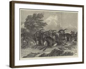 Hunting the Sable Antelope in South Africa-Samuel John Carter-Framed Giclee Print