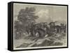 Hunting the Sable Antelope in South Africa-Samuel John Carter-Framed Stretched Canvas