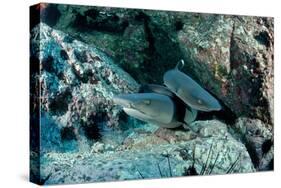 Hunting Whitetip Reef Sharks (Triaenodon Obesus), Central America, Pacific Ocean.-Reinhard Dirscherl-Stretched Canvas