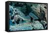 Hunting Whitetip Reef Sharks (Triaenodon Obesus), Central America, Pacific Ocean.-Reinhard Dirscherl-Framed Stretched Canvas