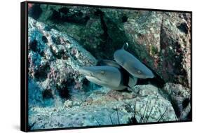 Hunting Whitetip Reef Sharks (Triaenodon Obesus), Central America, Pacific Ocean.-Reinhard Dirscherl-Framed Stretched Canvas