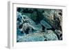 Hunting Whitetip Reef Sharks (Triaenodon Obesus), Central America, Pacific Ocean.-Reinhard Dirscherl-Framed Photographic Print