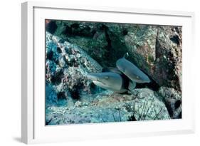 Hunting Whitetip Reef Sharks (Triaenodon Obesus), Central America, Pacific Ocean.-Reinhard Dirscherl-Framed Photographic Print