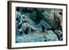 Hunting Whitetip Reef Sharks (Triaenodon Obesus), Central America, Pacific Ocean.-Reinhard Dirscherl-Framed Photographic Print