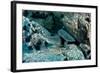 Hunting Whitetip Reef Sharks (Triaenodon Obesus), Central America, Pacific Ocean.-Reinhard Dirscherl-Framed Photographic Print