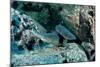 Hunting Whitetip Reef Sharks (Triaenodon Obesus), Central America, Pacific Ocean.-Reinhard Dirscherl-Mounted Photographic Print