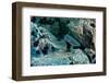 Hunting Whitetip Reef Sharks (Triaenodon Obesus), Central America, Pacific Ocean.-Reinhard Dirscherl-Framed Photographic Print