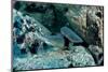 Hunting Whitetip Reef Sharks (Triaenodon Obesus), Central America, Pacific Ocean.-Reinhard Dirscherl-Mounted Photographic Print