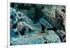 Hunting Whitetip Reef Sharks (Triaenodon Obesus), Central America, Pacific Ocean.-Reinhard Dirscherl-Framed Photographic Print