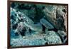 Hunting Whitetip Reef Sharks (Triaenodon Obesus), Central America, Pacific Ocean.-Reinhard Dirscherl-Framed Photographic Print