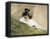 Hunting Wild Big Horn Sheep in Alaska-null-Framed Stretched Canvas