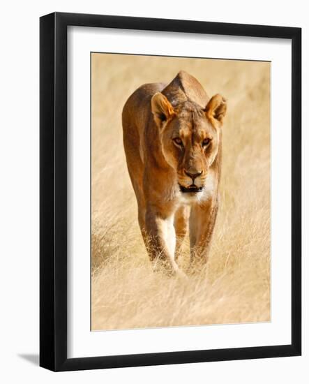 Huntress, Etosha, 2018-Eric Meyer-Framed Photographic Print