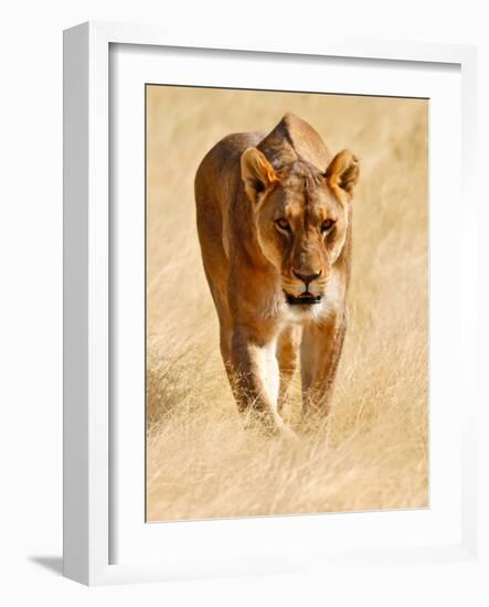 Huntress, Etosha, 2018-Eric Meyer-Framed Photographic Print