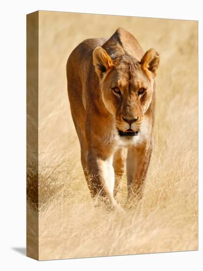 Huntress, Etosha, 2018-Eric Meyer-Stretched Canvas