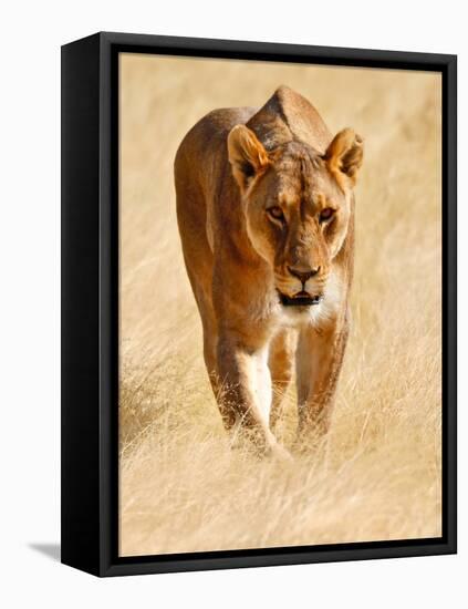 Huntress, Etosha, 2018-Eric Meyer-Framed Stretched Canvas