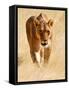 Huntress, Etosha, 2018-Eric Meyer-Framed Stretched Canvas