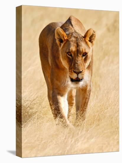 Huntress, Etosha, 2018-Eric Meyer-Stretched Canvas