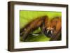 Huntsman spider (Megaloremmius leo)  Andasibe, Madagascar. Endemic species-Emanuele Biggi-Framed Photographic Print