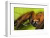Huntsman spider (Megaloremmius leo)  Andasibe, Madagascar. Endemic species-Emanuele Biggi-Framed Photographic Print
