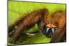 Huntsman spider (Megaloremmius leo)  Andasibe, Madagascar. Endemic species-Emanuele Biggi-Mounted Photographic Print