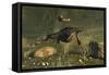 Hupehsuchus Marine Reptiles Swimming in Triassic Waters-Stocktrek Images-Framed Stretched Canvas