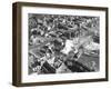 Hurricane Damage-null-Framed Photographic Print