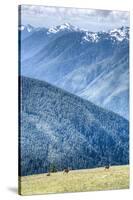 Hurricane Ridge, Olympic National Park, UNESCO World Heritage Site-Richard Maschmeyer-Stretched Canvas