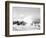 Hurricanes 1950-1957-Jim Kerlin-Framed Photographic Print