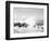 Hurricanes 1950-1957-Jim Kerlin-Framed Photographic Print