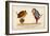 Hush! I Perceive a Young Bird in This Bush!-Edward Lear-Framed Art Print