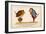 Hush! I Perceive a Young Bird in This Bush!-Edward Lear-Framed Art Print