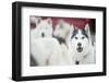 Huskies at an International Dog Sled Race-Christian Kober-Framed Photographic Print