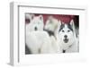 Huskies at an International Dog Sled Race-Christian Kober-Framed Photographic Print