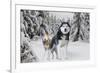 Huskies in Snow-null-Framed Photo