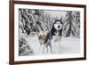 Huskies in Snow-null-Framed Photo