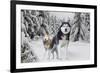 Huskies in Snow-null-Framed Photo