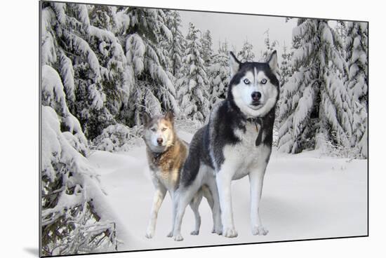 Huskies in Snow-null-Mounted Photo