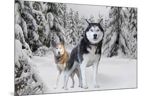 Huskies in Snow-null-Mounted Photo