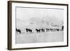 Huskies-null-Framed Photographic Print